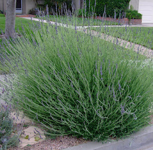 Low Maint. Shrubs